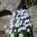 Ipheion uniflorum